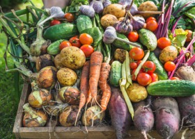 Ministerstwo Rolnictwa o trudnej sytuacji producentów warzyw
