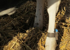 Błędy żywieniowe a kulawizny w stadach bydła mlecznego