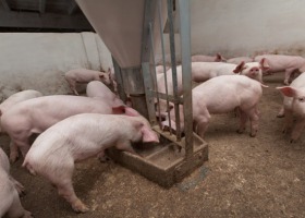 Obostrzenia wpłynęły na ceny skupu żywca wieprzowego?