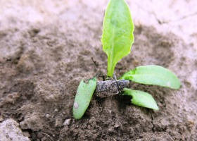 KSC S.A. wspiera ochronę plantacji przed szarkiem komośnikiem