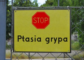 Ptasia grypa w Polsce - wyznaczono obszary wysokiego ryzyka