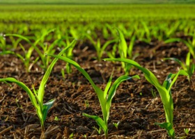 Ekologiczna uprawa kukurydzy - dobre praktyki w zwalczaniu chwastów