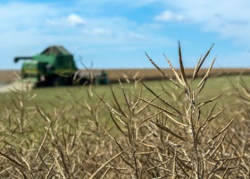 Zapowiadają się dobre zbiory rzepaku w Polsce