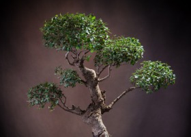 Drzewka bonsai - jak je pielęgnować?