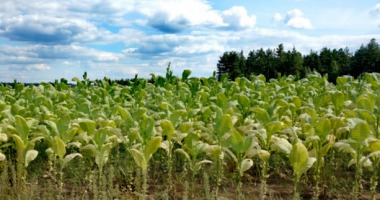 Uprawa i produkcja tytoniu w Polsce