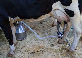ABC zarządzania stadem bydła mlecznego