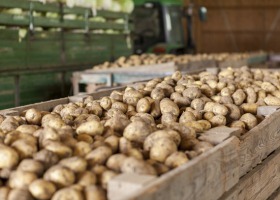 Choroby przechowalnicze ziemniaków