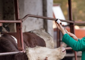 Zwalczanie chorób wirusowych bydła