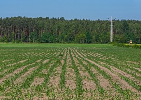 Nawożenie kukurydzy – jak robić to na starcie?