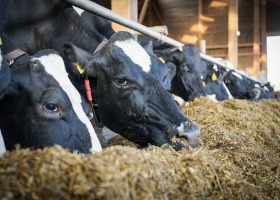 Uwaga! Niska jakość kiszonek stwarza problemy zdrowotne u bydła!