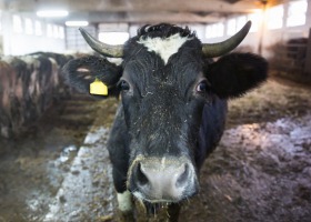 BVD czyli wirusowa biegunka bydła – jak sobie z tym radzić?