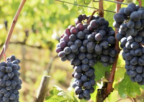 Wszystko o uprawie winorośli