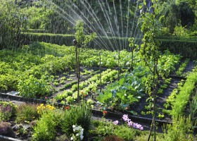 Zakładamy ogródek warzywny - praktyczne porady