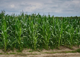 Plon kukurydzy - nie tylko pogoda jest winna