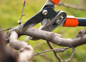 Jak przycinać stare drzewa owocowe?