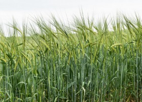 Główne szkodniki zbóż oraz ich skuteczne zwalczanie