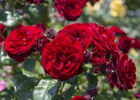 Różane nowości - jakie róże wybrać do ogrodu?