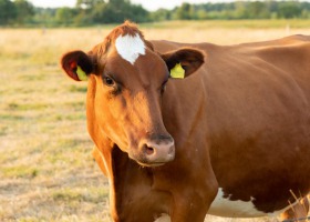 Jak zapobiegać i leczyć kwasicę żwacza u bydła? Ekspert radzi