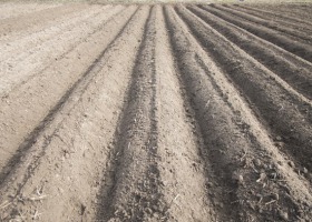 Zasolenie gleb i jego skutki