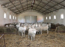 Czy hodowla owiec jest opłacalna?