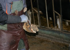 Jak powinna wyglądać prawidłowa korekcja racic u krów?