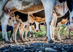 Choroby kończyn bydła - jak zapobiegać i leczyć?