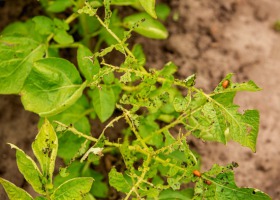 Co sprzyja szkodnikom na plantacjach warzyw?