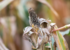 Jak rozpoznać porażenie kukurydzy mikotoksynami?