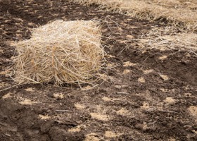 Nawożenie słomą jako alternatywne źródło użyźniania gleby