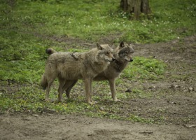 Nie taki wilk straszny, czyli o populacji wilków w Polsce