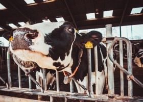 Żywe suplementy w paszach poprawiają płodność u krów!