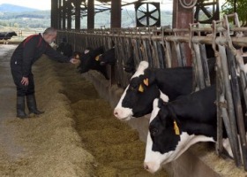 Młóto browarniane - na ile warto je stosować w żywieniu bydła?