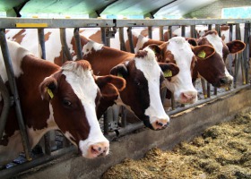 Choroby bydła - na jakie trzeba szczególnie uważać?
