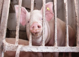 Pryszczyca u świń - zapobieganie i zwalczanie