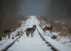 Wilki niesłusznie oskarżone...
