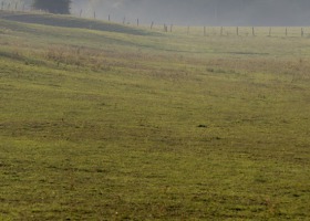 Mieszanki traw na łąki i pastwiska o różnej wilgotności