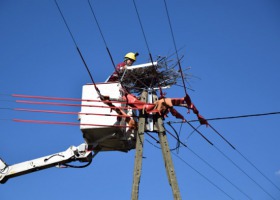Energa przygotowała dla bocianów 600 nowych gniazd