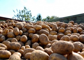 Przechowywanie ziemniaków - wskazówki, które musisz wziąć pod uwagę