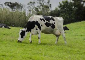 Jak walczyć ze stresem cieplnym u krów mlecznych?