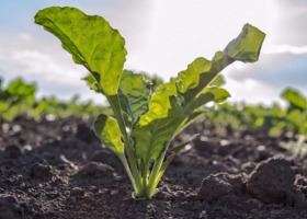 Zalecenia ochrony buraka cukrowego w sezonie 2019