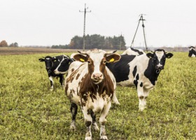 Rasy zachowawcze bydła - czy warto hodować?