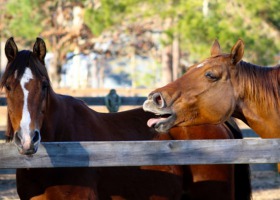 Pasożyty u koni – prawidłowa kontrola, leczenie, zapobieganie