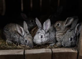 Kokcydioza - najczęstsza choroba królików hodowlanych