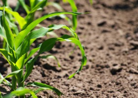 O niedoborach składników pokarmowych w kukurydzy