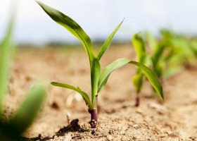 Jak rozpoznać niedobory pokarmowe w kukurydzy?