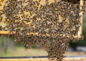 Ta choroba zabija pszczoły. Czym jest zgnilec amerykański?