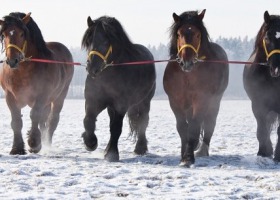 Konie zimnokrwiste - co warto o nich wiedzieć?