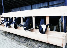 Brakowanie krów mlecznych