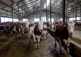 Eksperci określą standardy chowu zwierząt