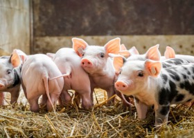 Rolnicy hodują coraz mniej świń - dlaczego?
